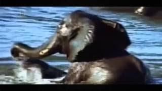 Discovery BBC documentary animals 2017 Wild Amazon Discovery Animals Nature documentary HD