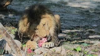 Survival Instincts: Brave Buffalos Take on Lion Attacks!