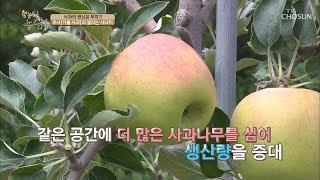 사과의 유럽식 재배 vs 일본식 재배, 그 차이는? [영농한 농담] 18회 20190831