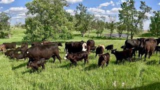 Day In The Life Of A Real Cattle Rancher!!