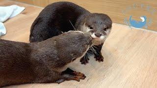 Otters Kiss And Rejoice at Being Reunited with Their Family.