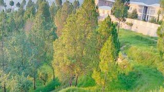 Natural Therapy : Relaxing Full Motion Forestry With Beautiful sounds|@malikarfeengohar6610 |