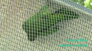 Parrot Conservation Center - St Lucia