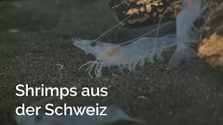 Shrimps aus Rheinfelden | Fachhochschule Nordwestschweiz FHNW – eMagazin