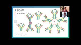 The Immune System and COVID 19 Testing
