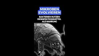 MIKROBEN EVOLVIEREN: BAKTERIEN NUTZEN DESINFEKTIONSMITTEL ALS NAHRUNG