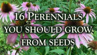 16 Perennial flowers you should grow from seeds. This is why!