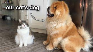 Chow Chow Puppy Grows Up With A Cat