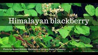 The not-so-elusive Himalayan blackberry