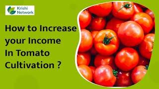 Amazing Tomato Cultivation | Integrated Pest Management (IPM) In Tomato Cultivation | Krishi Network