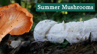 Summer Mushroom Hunt - Chanterelles and More