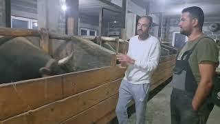 U štali Muje Hrvačića