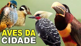 PASSARINHADA Espetacular AVES URBANAS | CANAL AVES