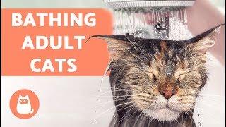 How to Wash an Adult Cat for the First Time