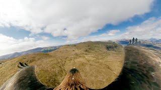 Just How Good is Eagle Vision? | Natural World: Super Powered Eagles | BBC Earth