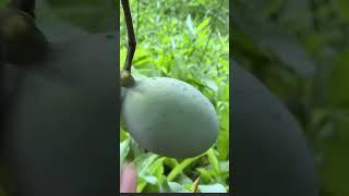 How to PICK a Pawpaw fruit (Paw Paw, Asimina triloba) with Michael Judd.  #pawpaw #garden #gardening