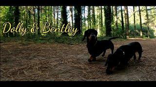 Father & Daughter  time. Dolly & Bentley Dachshunds