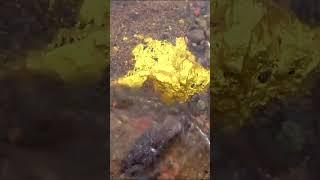 look how much gold is here