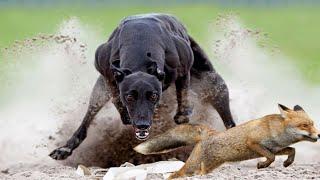 Greyhound vs Fox | Hunting Dogs |Dog vs Fox|صيد الثعالب بكلاب السلوقي |Hunting foxes with greyhounds