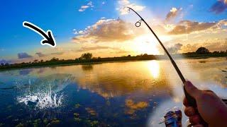 Can MICRO fishing tackle catch BIG pond BASS? (Multi-species day)