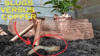 Copper vs. Slugs: This Video Will Turn Your Thoughts Upside Down