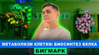 Метаболизм клетки: Биосинтез белка | Интенсив БигМарк | Марк Ламарк