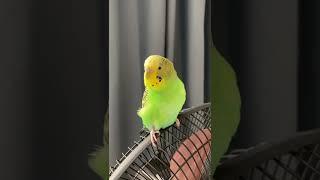 Sam responding about Bob :) #pets #budgies #parrot #shorts #whereisbob