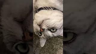 猫は今日も働きません#アメショ#三毛猫#元自然猫#可愛い猫動画