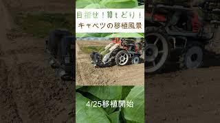 キャベツの移植始まり！大豊作を目指して！！！#shorts 　#北海道  #農業　＃キャベツ　#SKP-200  #short