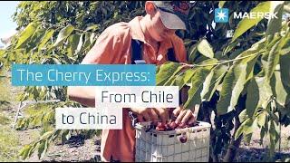 Follow the Cherry Express: Bringing the freshest cherries from Chile to China