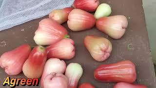 தாய்லாந்து ரெட் சம்பா. Thai Red water apple plant @Agreen Exotics Chennai