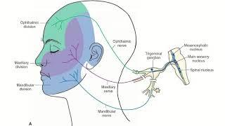 Functional Components of Nerves