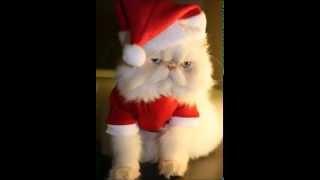 'Twas the Night Before Catmas -- A kitty Christmas Carol