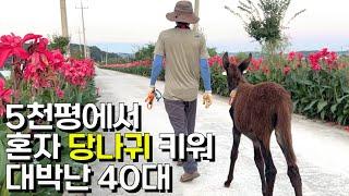 혼자서 5천평 당나귀 농장 운영해 대기업 부장급 연봉 버는 40대 [동키스타즈]ㅣ휴먼스토리ㅣ직업의모든것ㅣ직업탐구ㅣ인간극장ㅣ생활의달인ㅣ골라듄다큐ㅣ돈버는사람들ㅣ이색직업