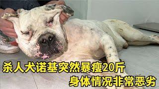 【姚三马】杀人犬诺基突然暴瘦20斤，身体情况非常恶劣，医生建议转院治疗！