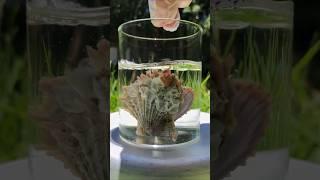Scaly Scallop Seashell | Cleaned with Bleach #shorts #shell #shells