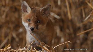 Fuchswelpen im Strohlager des Reiterhofs - Red Fox Puppies 2021