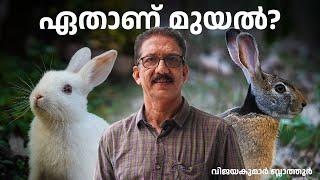 Rabbit  Hare #മുയൽ  ഒന്നല്ല, വ്യത്യസ്ത ജീവികൾ difference between Rabbit and Hare #malayalam #animals