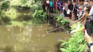 World Largest Freshwater Skip Fish Arapaima Feeding Time in Singapore Zoo