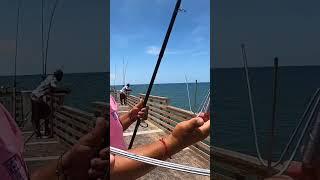 Catching a Pier GIANT and Eating it 