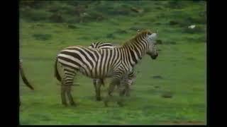 Zebras - Struggle For Survival Documentary PBS