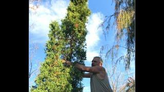 How to Downsize a Cedar (Thuja occidentalis)