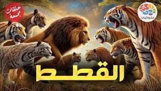 القطط البرية والقطط الأليفة | حلقات مجمعة