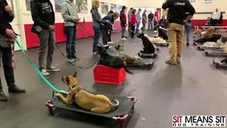 Group Class Highlights - Sit Means Sit Portland - Dog Training