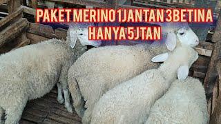 PAKET MERINO 1JANTAN 3 BETINA HANYA 5Jtan @GALERI-KAMBING-DOMBA-NGANJUK