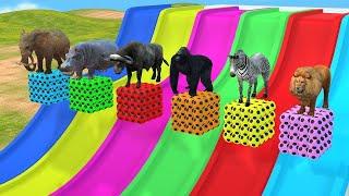 Long Slide Game With Elephant Gorilla Buffalo Hippopotamus Tiger - 3d Animal Game - Funny 3d Animals