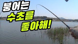 (SUB) 붕어는 수초를 좋아해~! 붕어낚시 내림낚시 중층낚시  carp fishing へらぶな