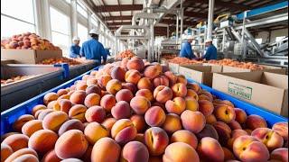 Processing Millions of Peaches - Inside Peaches Mega Process