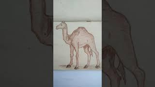 Camel , Goat and Buffalow  Drawing's #pendrawings#  #animalsdrawing#