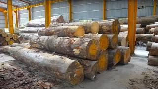 GIANT WOOD LOGS to WOODEN PALLETS The Amazing Process in VIETNAM.